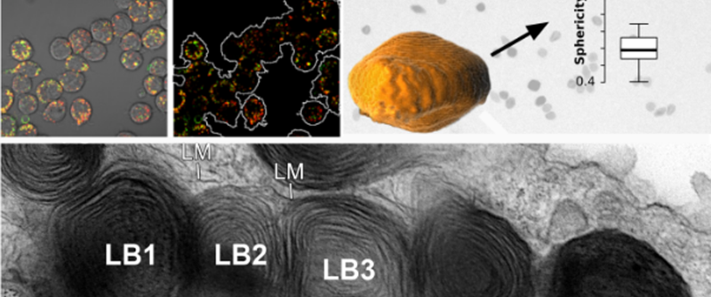 Microscopy.png